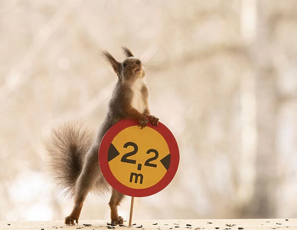 Red Squirrel standing with a Restricted vehicle width sign