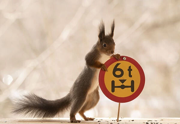 Red Squirrel standing with a Restricted weight on one axle sign