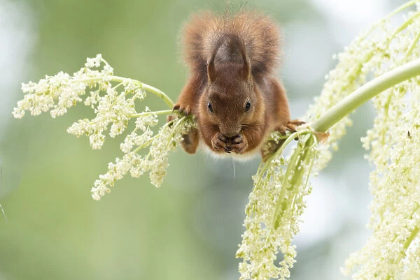 red squirrel standing on rhubarb flowers branches looking down