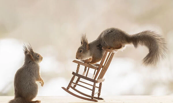 red squirrel is standing on a rocking chair Date: 06-03-2021
