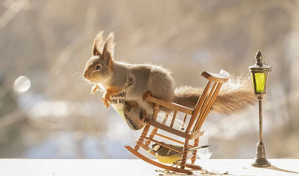 red squirrel is standing on a rocking chair with newspaper Date: 07-03-2021