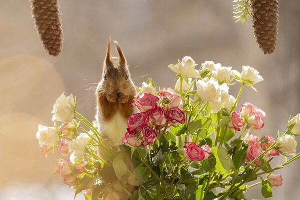 Red Squirrel standing between roses