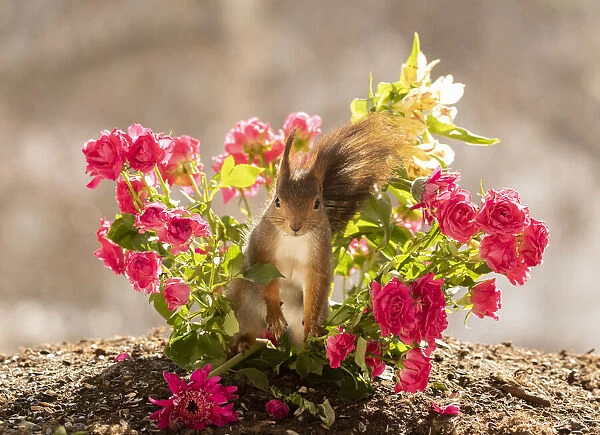 Red Squirrel standing between roses and daisy