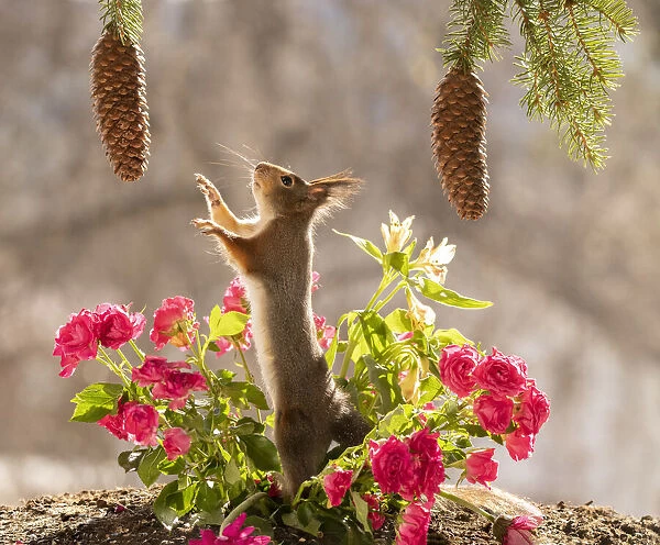 Red Squirrel standing between roses reaching up