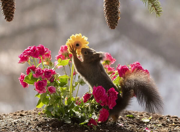 Red Squirrel standing between roses reaching for a daisy