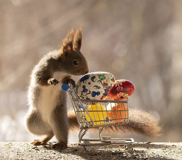 Red Squirrel standing behind shopping cart with eggs