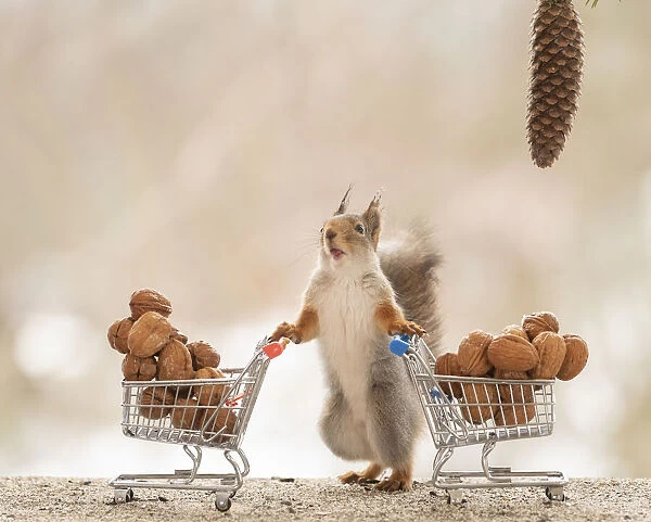 Red Squirrel standing behind shopping cart with wallnuts