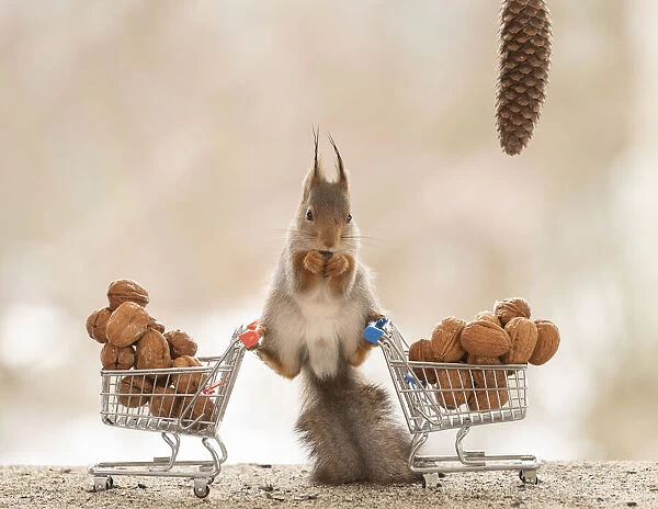 Red Squirrel standing on shopping cart with wallnuts