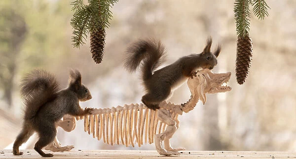 Red Squirrel standing on a skeleton dachshund
