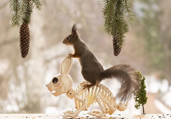 Red Squirrel standing on a skeleton rabbit