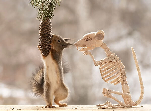 Red Squirrel standing on a skeleton rat