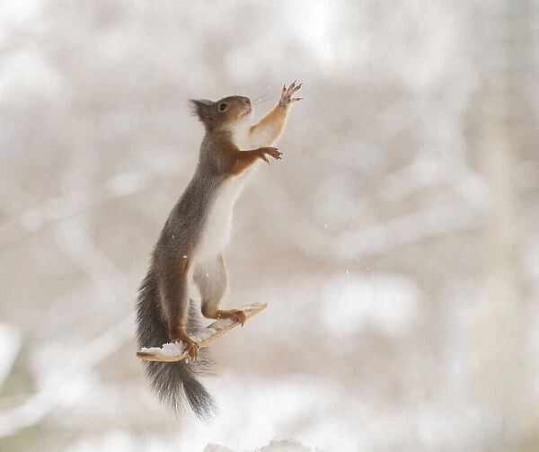 Red squirrel standing on skis in the air reaching