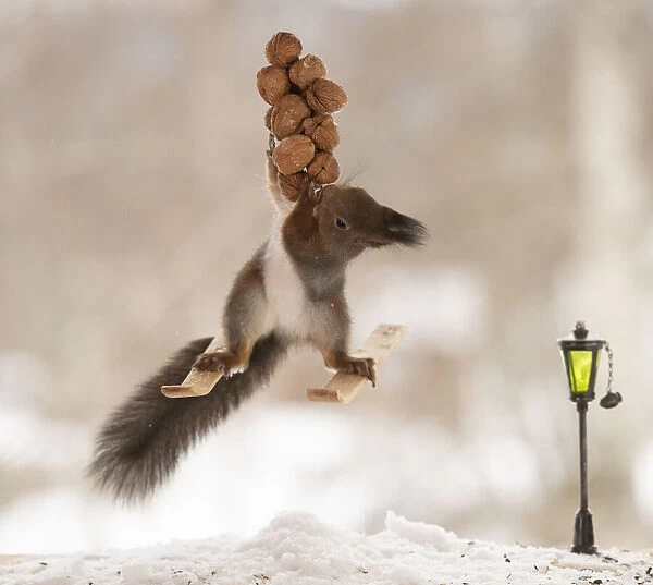 Red squirrel standing on skis holding wallnuts