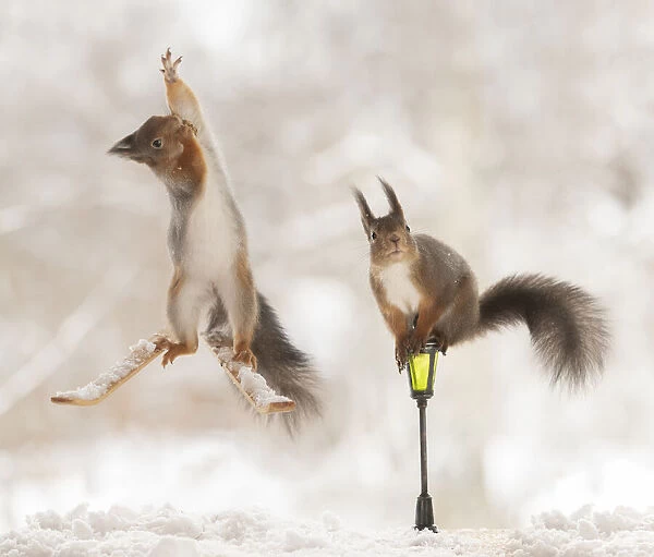 Red squirrel standing on skis reaching up