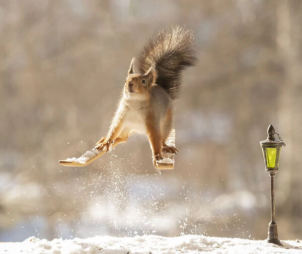 Red squirrel standing on skis in snow