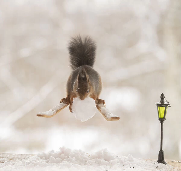 Red squirrel standing on skis with snowball