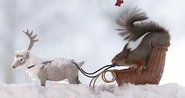 Red squirrel standing on a sledge with a reindeer