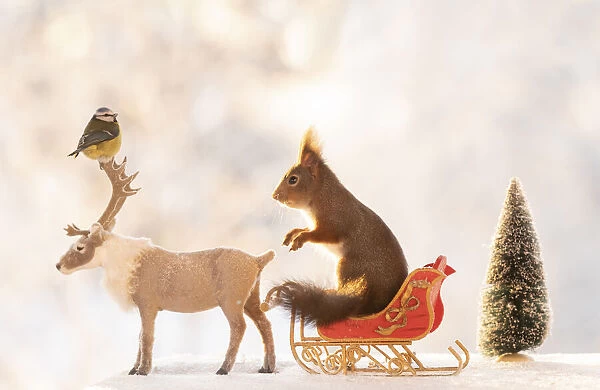 Red squirrel standing on a sledge with reindeer and blue tit