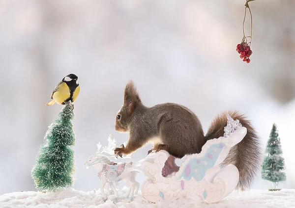 Red squirrel standing on an sledge with reindeer and great tit