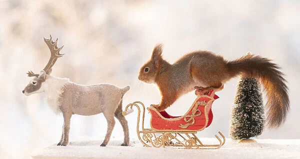 Red squirrel standing on a sledge with reindeer on ice