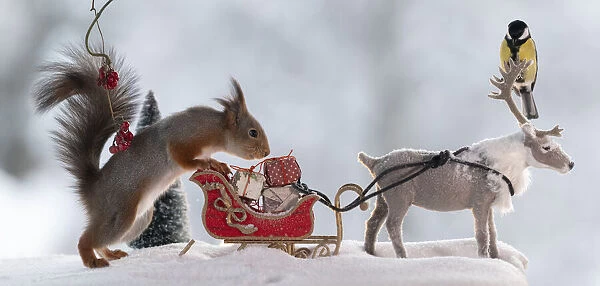 Red squirrel standing with a sledge with reindeer and tit