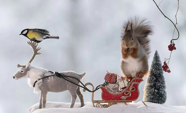 Red squirrel standing on a sledge with reindeer and tit