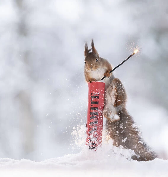 Red squirrel standing in snow climbing in dynamite