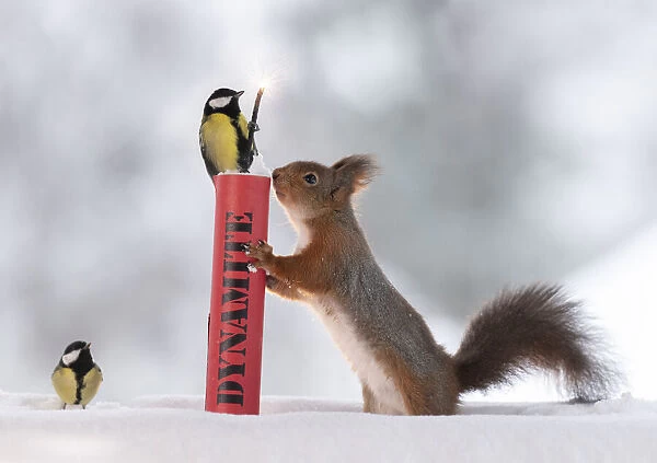 Red squirrel standing in snow holding dynamite with great tit on it