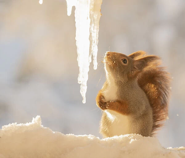 Red squirrel standing on snow looking at icicles