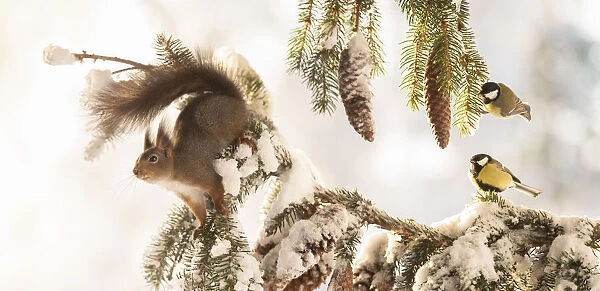 Red squirrel standing on a snow pine branch and titmouse are looking