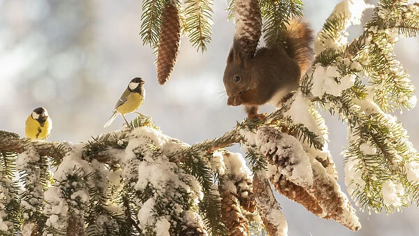 Red squirrel standing on a snow pine branch with titmouse