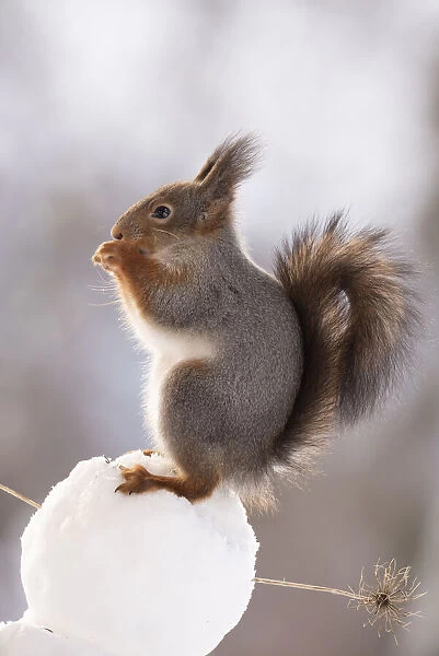 red squirrel standing on a snowball