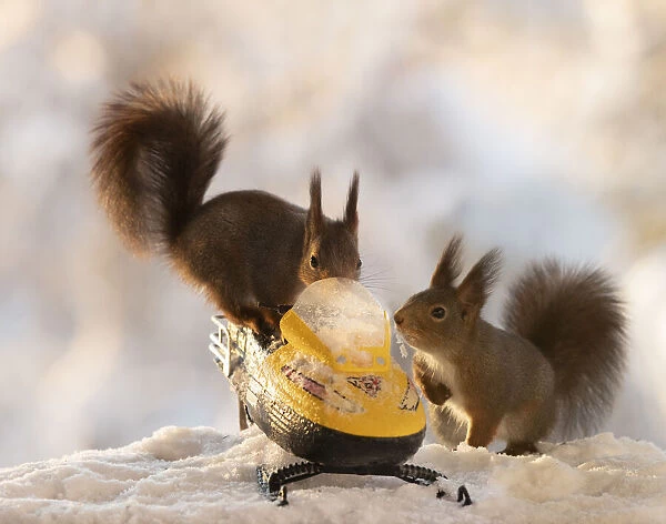 Red squirrel standing on a snowmobile