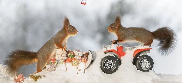 red squirrel standing on a snowplough with gifts