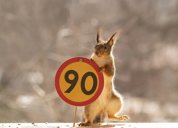 Red Squirrel standing with a Speed limit 90 sign