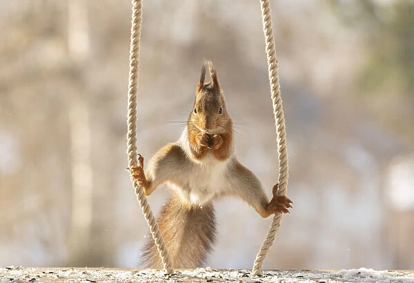red squirrel standing in a split between ropes