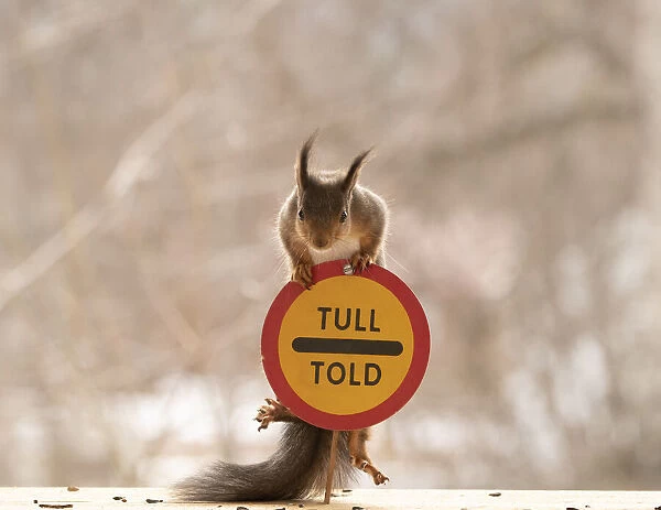 Red Squirrel standing with a Stop at customs point road sign