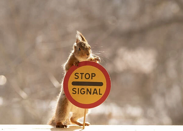 Red Squirrel standing with a Stop for stated purpose road sign