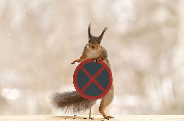 Red Squirrel standing with a No stopping or parking road sign