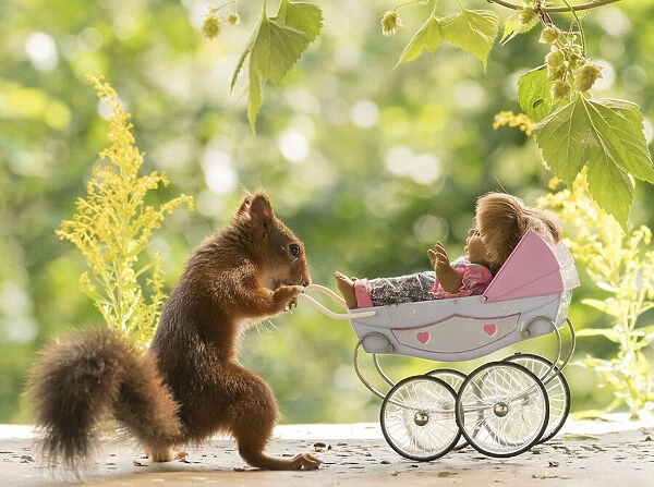 red squirrel standing with an stroller