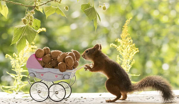 red squirrel standing with an stroller