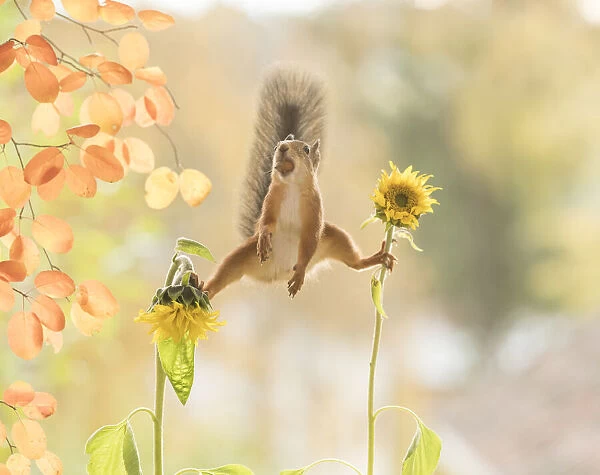 red squirrel is standing between sunflowers