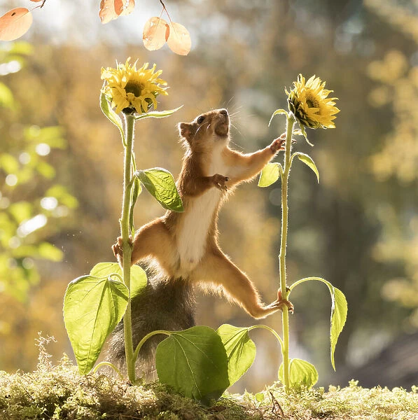 red squirrel is standing between sunflowers looking up
