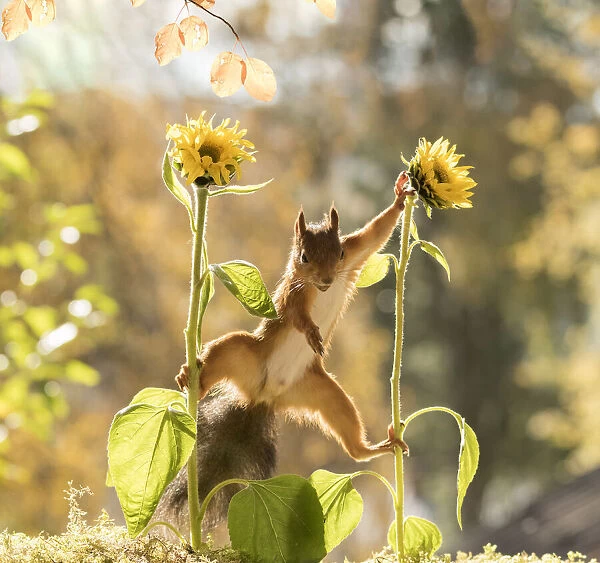 red squirrel is standing between sunflowers looking down