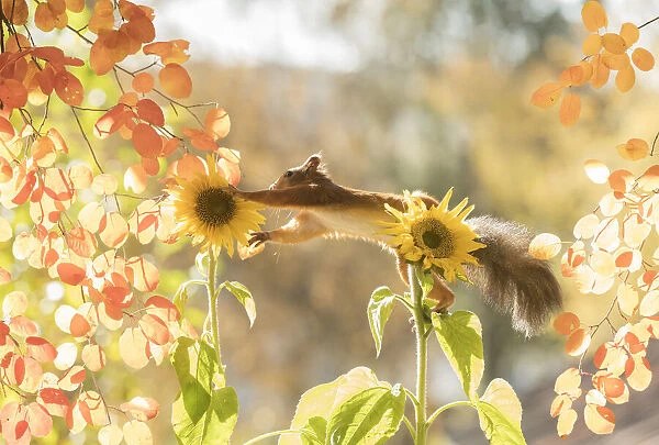 red squirrel is standing on sunflowers reaching