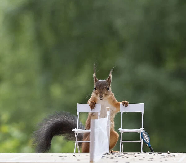red squirrel is standing with a tennis court Date: 13-06-2018