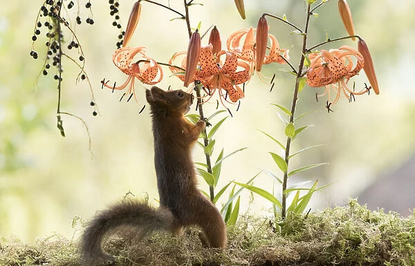 Red Squirrel standing with a tiger lily