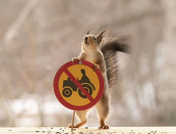 Red Squirrel standing with a No tractors or motorised equipment class II sign