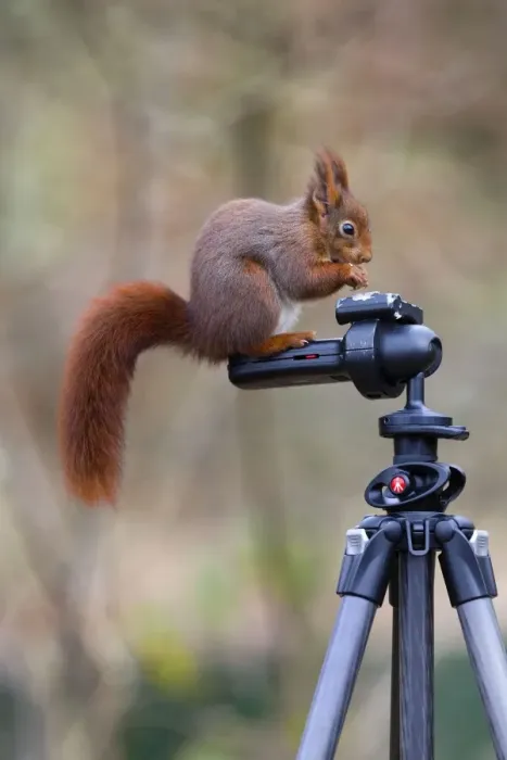 Framed Print : Red Squirrel - standing on a tripod feeding - UK Framed Print : Red Squirrel - standing on a tripod feeding - UK