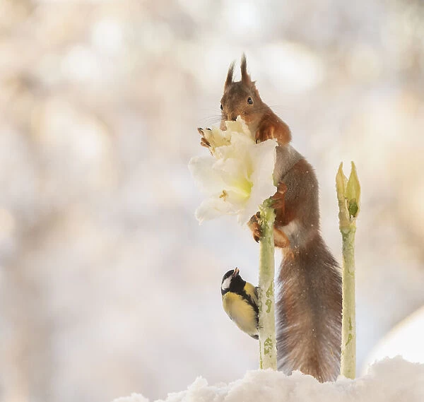 Red squirrel standing on a white Hippeastrum flower with titmouse beneath